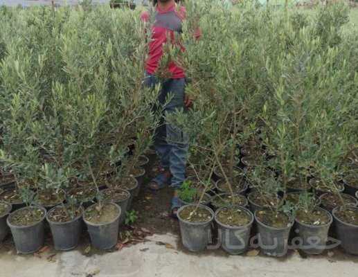 نهالستان مجاز مراد بک لو